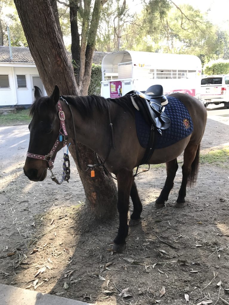 Garth, saddled and ready for the day.