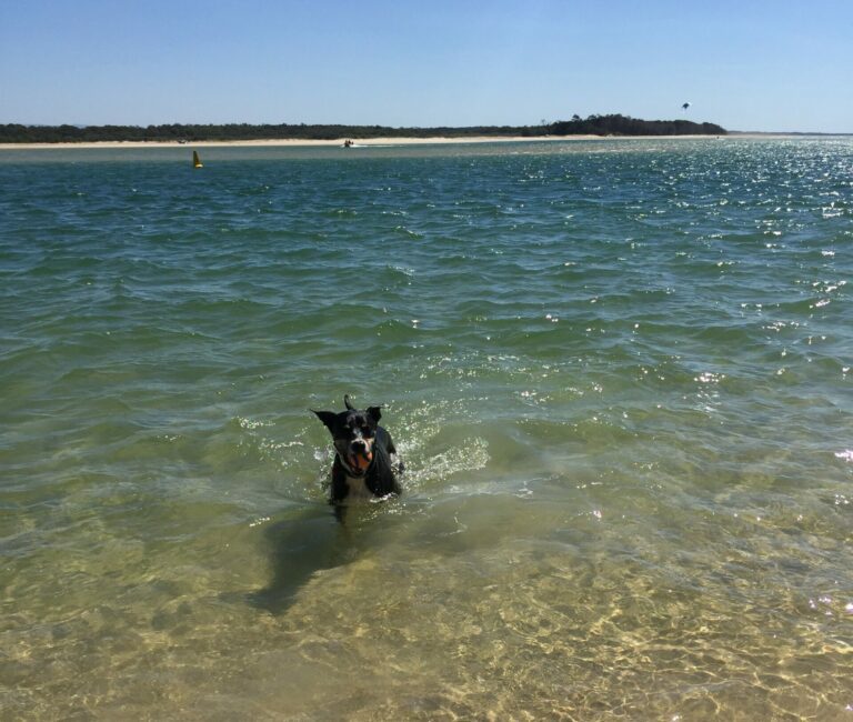 The Sunshine Coast's Best Dog Beaches - Mosaic